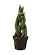 Sansevieria Cylindrical Woven Mini P 5cm X H 15 Cm Milvaflowers