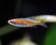 Microrasbora Rubescens M L