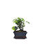 Authentisches Bonsai Sageretia Thea Baby