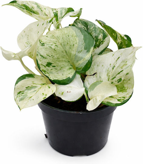 MilvaFlowers Teufels-Efeu Weiß Epipremnum Aureum Njoy MilvaFlowers Teufels-Efeu Weiß Epipremnum Aureum Njoy