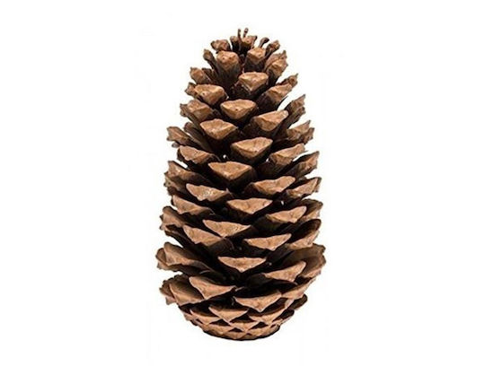 Christmas Decorative Pine