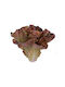 Decorative Green Salad Raki Loollo Rossa 18x15cm