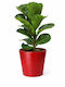 Ficus Lyrata Roșu Ceramic Înălțime 35cm Diametru 12 Milvaflowers