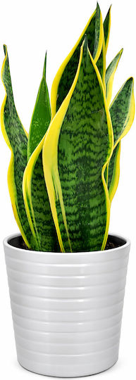 Sansevieria Albă Ghiveci Ceramica H:35cm L:13 Milvaflowers