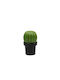 Qualy Manual Salt Mill Plastic in Black Color 5.5cm