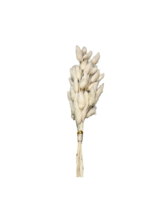 Getrockneter Blumenstrauß Bunny's 25 Zweige Beige 60cm Homie 423128