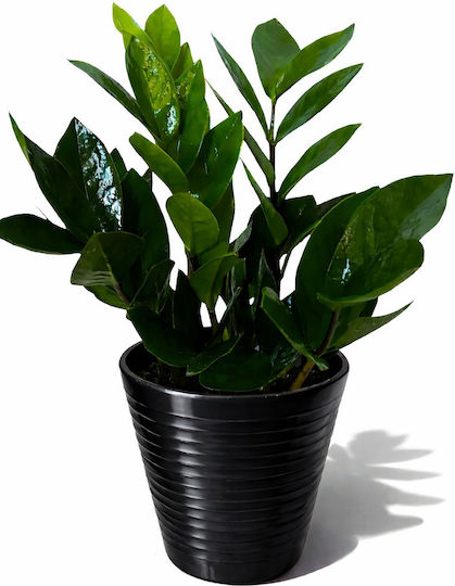 Ζαμια Zamiifolia Μαυρο Πήλινο Ύψος 35 Cm X Πλάτος 12cm Milvaflowers