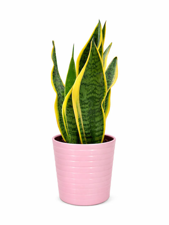 Sansevieria Rosa Keramisch Casso Ύ:35cm P:13 MilvaFlowers