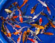 Koi Mix Extra Colour 9-11 Cm