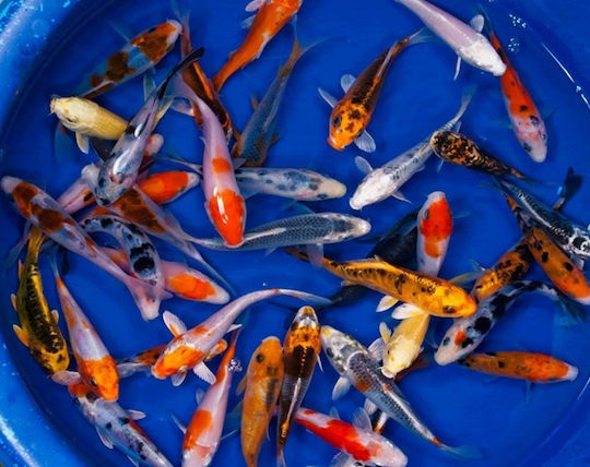 Koi Mix Extra Colour 9-11 Cm