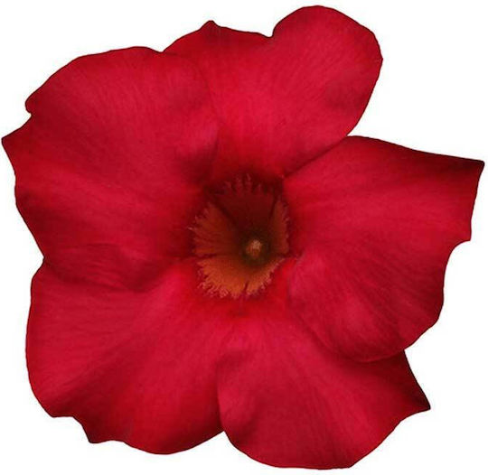 Dipladenia 'clete' 3lt