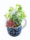 Compoziție De Plante Mici Ceramică Imprimeu Ceainic Albastru Înălțime 20cm Lățime 17cm Milvaflowers