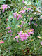 Eremophila 'Thunderbolt' 3лт