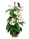 Clerodendrum Thomsoniae 13cm