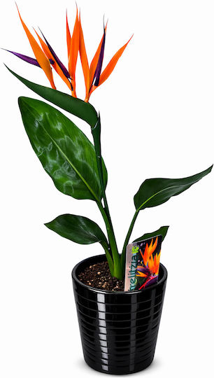 Strelitzia Plantă Artificială Floare Pasărea Paradisului Ceramică Neagră 12 Buc Y40cm Milvaflowers