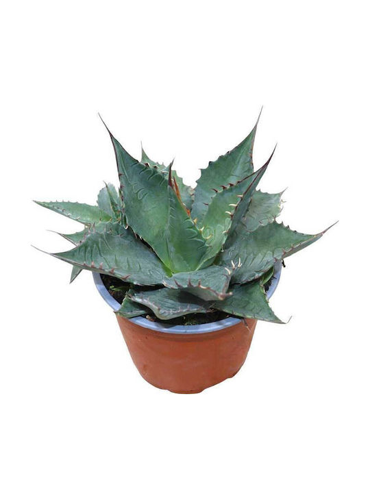 Agave 'ferox' 13cm Agave 'ferox' 13cm