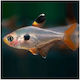 Red Phantom Tetra 3cm