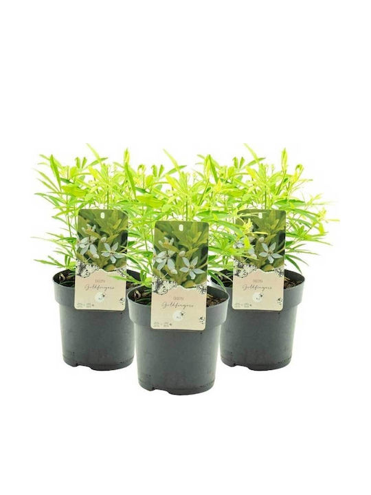 Choisya 'goldfingers' 3lt Choisya 'goldfingers' 3lt