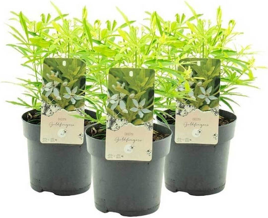 Choisya 'Goldfingers' 3lt
