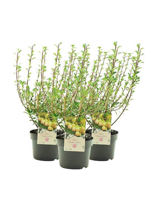 Enkianthus Campanulatus 3lt