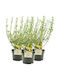 Enkianthus Campanulatus 3L