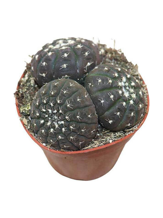 Gymnocalycium Ragonesei Group 8.5cm