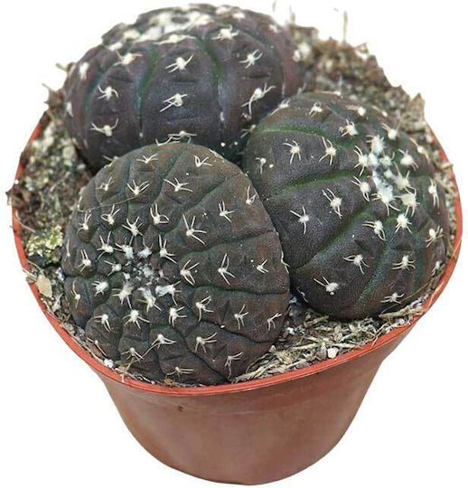 Gymnocalycium Ragonesei Group 8.5cm