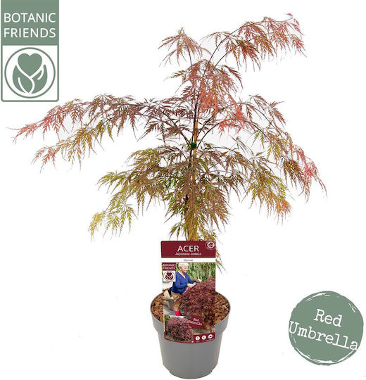 Acer Palmatum “royal Garnet”