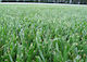 Festuca Arundinacea Grande Ii Φεστούκα Αρουντινάτσεα