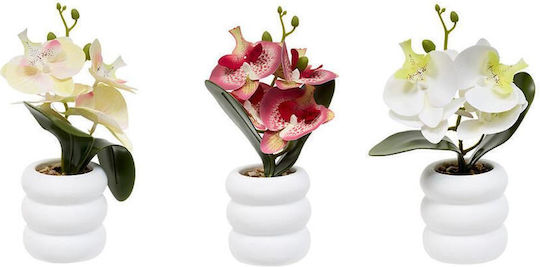 Orchidee Topfpflanze 3 Farben 11x23cm