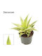 Sansevieria 'gabriella Crown' 9cm