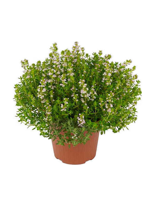 Oem Θυμάρι Thymus Vulgaris 0,2 Lt Έως 10 Oem Θυμάρι Thymus Vulgaris 0,2 Lt Έως 10
