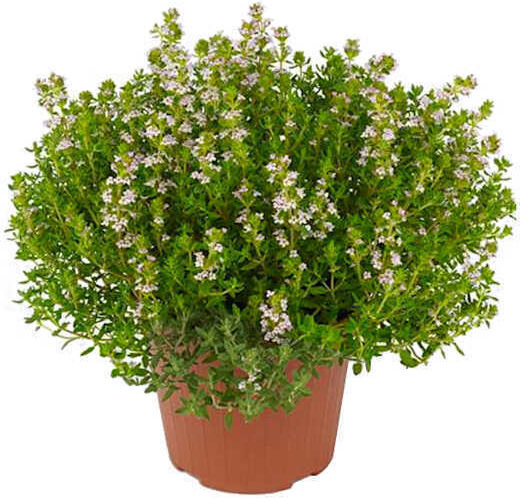 Oem Θυμάρι Thymus Vulgaris 0,2 Lt Έως 10