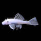 Ancistrus Sp L144 Snow White S
