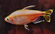 Alestopetersius Caudalis M