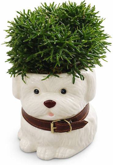Keramisches Sukkulenten-Set 02765 Pflanzen Rhipsalis Höhe: 22 cm Breite: 11 cm MilvaFlowers
