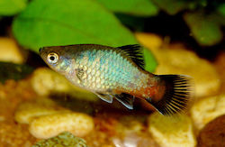 Pești De Acvariu Platy Wagtail Curcubeu Xiphophorus Maculatus 3-4 Cm
