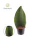 Σανσιβέρια Sansevieria Masoniana Whale Fin