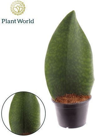 Sansevieria Masoniana Whale Fin