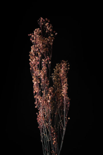 Pink Dried Gypsophila Plant 60cm