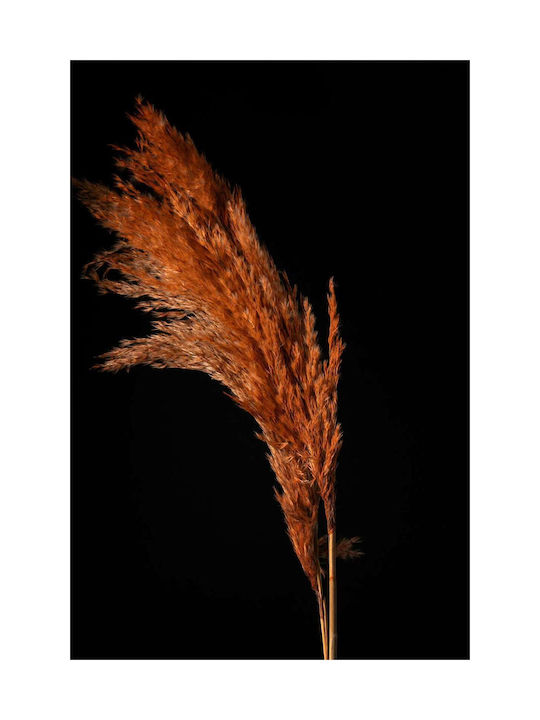 Πορτοκαλί Pampas Grass Αποξηραμένο Φυτό 60cm