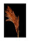 Πορτοκαλί Pampas Grass Αποξηραμένο Φυτό 60cm