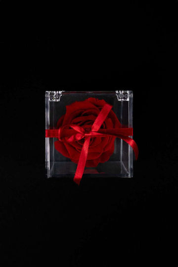 Αποχυμωμένο Κόκκινο Τριαντάφυλλο Forever Rose Διάφανο Κουτί 8/8cm