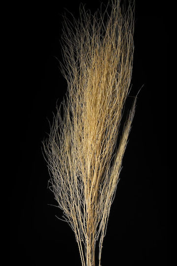 Broom Grass Dried Plant 60cm