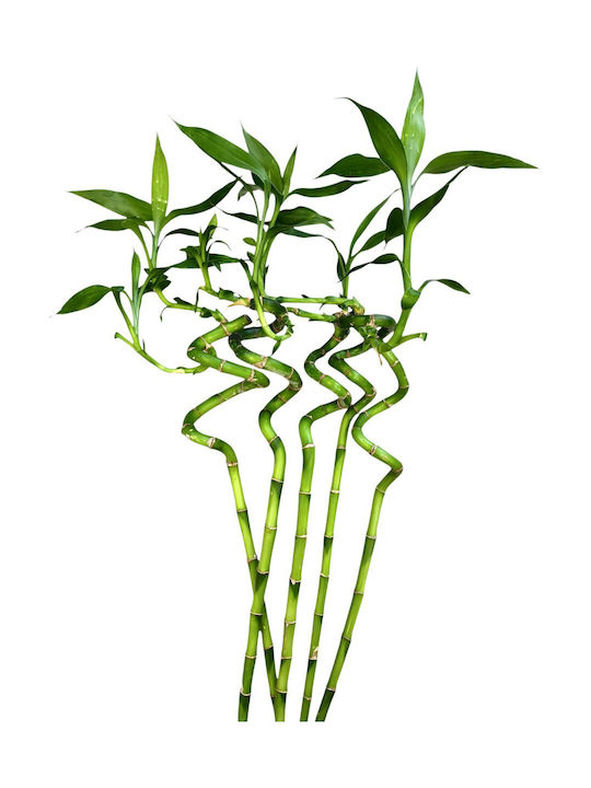 Bambus Lucky Bamboo 5 Bucăți Înălțime 90cm Milvaflowers