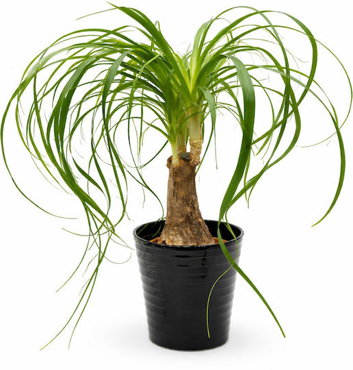 Beaucarnea Nolina Recurvata MilvaFlowers