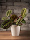 Maranta Innerhalb des Raumes Pflanze 15/35cm