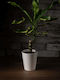 Δράκαινα Fragrans Φυτό Εσωτερικού Χώρου 15/30cm