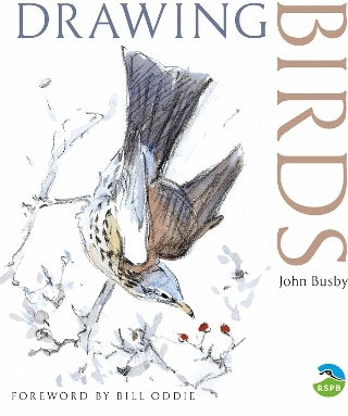 Drawing Birds John Busby Helm