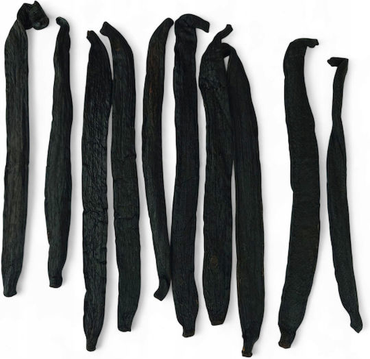 Royal Brand Vanille Pompona 10 Stück 18-25cm